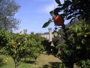 aranceto 300x225