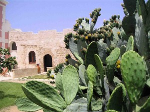 cactus 300x225